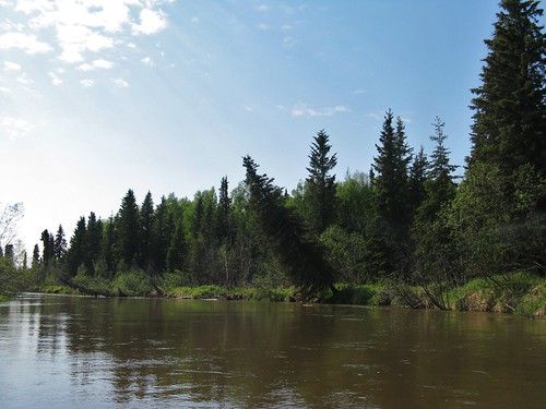 southwest alaska river flat calm shore spruce leaning littlesusitnariver littlesusitna littlesu