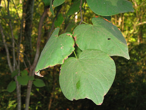 plant tree leaf alabama cerciscanadensis easternredbud madisonalabama indiancreekgreenway