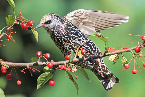 autumn tree bird nature canon berries ngc starling npc avian europeanstarling sturnusvulgaris westernma alittlebeauty “flickraward” shelshots