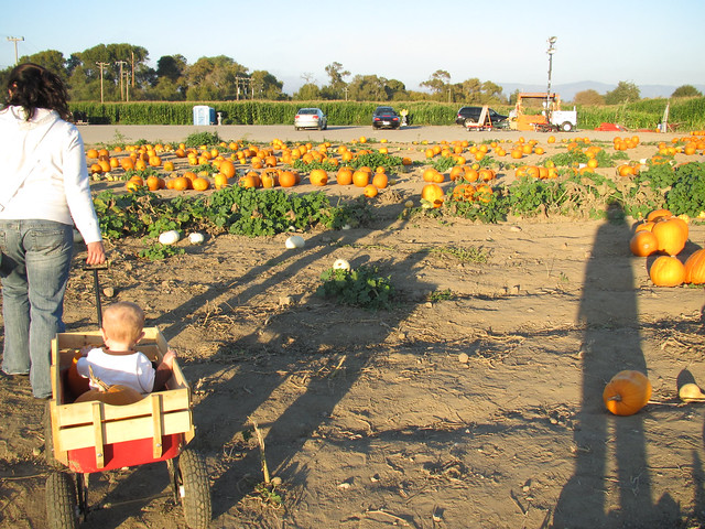 Pumpking Patch with Evan
