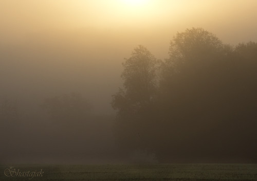 trees mist sunrise pentax eastsussex k5 earlymorningmist guestling tamron18250mm pentaxk5