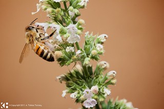 Bee feeding on Catnip