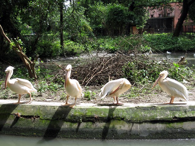 Kolkata Zoo Kolkata Zoo