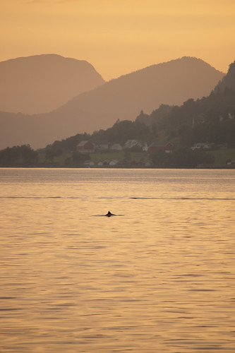 sunset norway dolphin fjord dolfijn noorwegen sjoholt