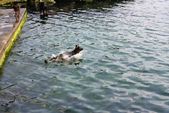Dog 6 - Swimming Cutie