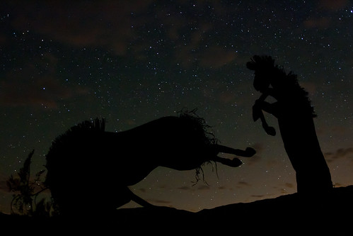 california sky night stars geotagged desert sheep meadows statues bighorn anzaborrego sculptures galleta galletameadows geo:lat=332121192000002 geo:lon=116350361900001