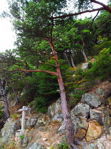 tree fall korea tongyeong