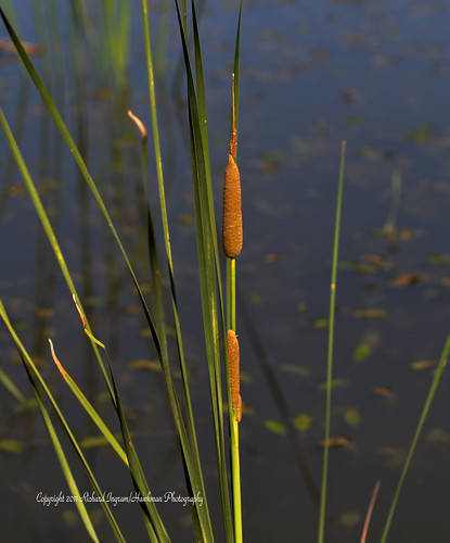 nature reeds pond cattails grasses raptors pondgrasses nikond5100 winstonpatrickmcgregorparkcleburnetexas cattailsatsunrise