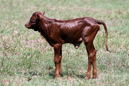 cow cattle calf watusi heifer