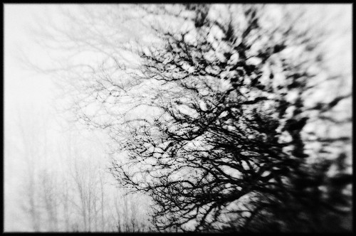 trees blackandwhite bw nature monochrome wisconsin lensbaby forest landscape outdoors spring nikon exposure dragon branches surreal spooky multiple reach impressionist dt composer d90 davidtomaloff richardbong