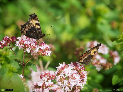 ireland flower macro butterfly insect cavan herb aglaisurticae smalltortoiseshell aglais marjoram origanum origanumvulgar