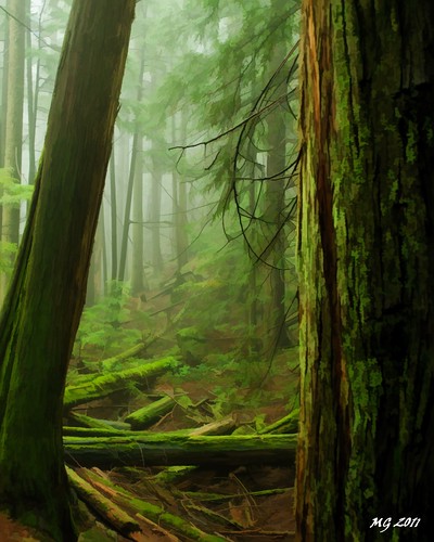 trees canada cold tree wet rain fog forest log nikon rainforest walk hike simplify simplified deadfall