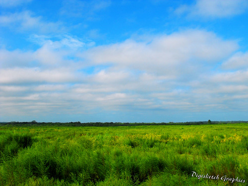nature field ross view ryan bluesky prairie paynesprairie digisketch