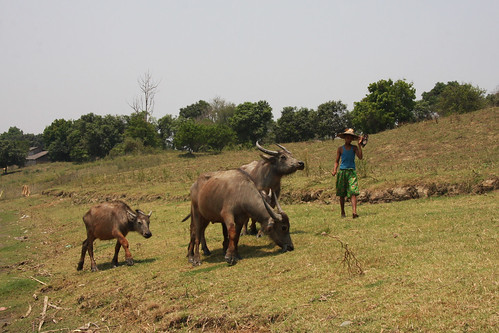 life travel people man rural buffalo asia village cattle burma capital u myanmar birma azie azië mrauku mrauk rakhaing
