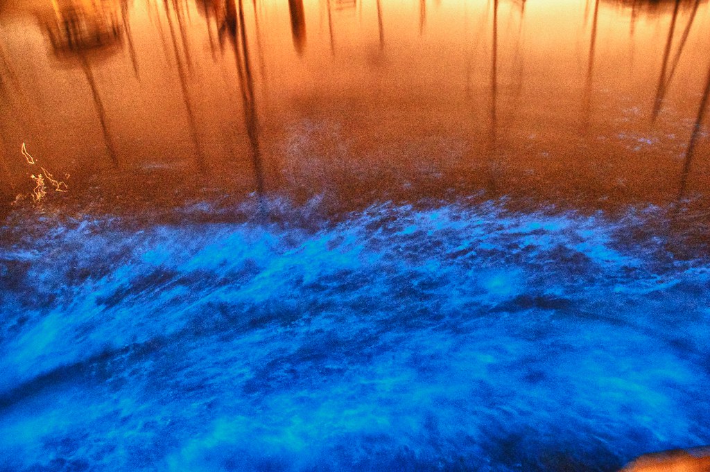 Bioluminescence - San Diego Bay