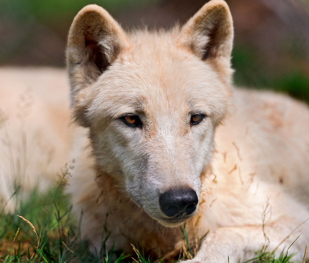 Portrait of an arctic wolf