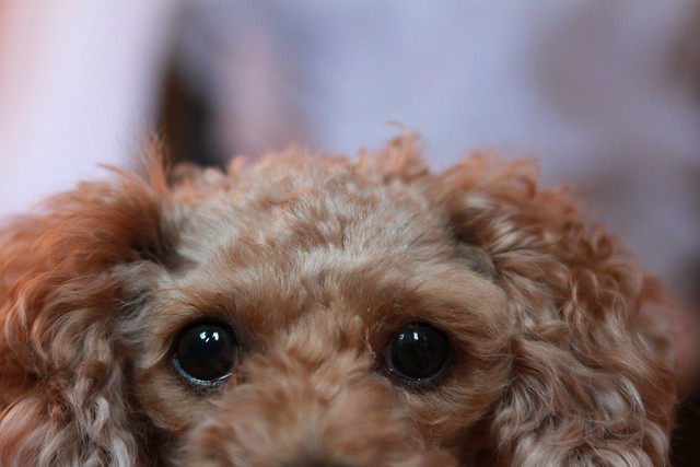 Poodle Eyes | Flickr - Photo Sharing!