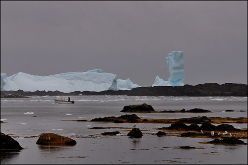 ocean ice newfoundland boat gulls icebergs nikonsigma northernnewfoundland nikond300 griquet stlunairegriquet sigmadg15500mm griquetharbour piiaremnant
