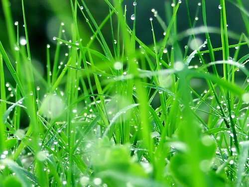 plants reflection green rain daylight waterdrop tunazone