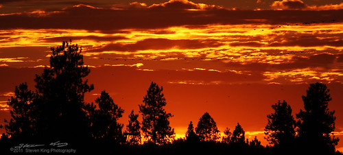 trees sunset orange sun weather clouds geese washington spokane greenbluff