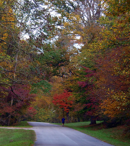 park autumn fall nature colors beauty forest woods kentucky clermont bernheim