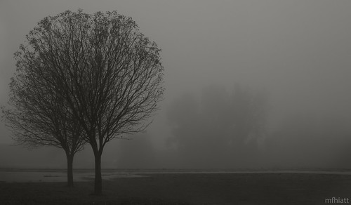 autumn trees fall rain fog grey gray visibility peasoup odt ourdailytopic 2011yip 3652011 2011inphotos mfhiatt michaelfhiatt