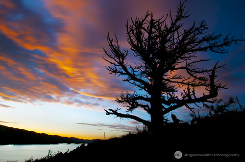 sunset lake tree water silhouette colorado colorful reservoir horsetooth