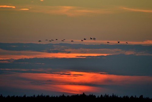 sunset birds cranes ptaki zachódsłońca grusgrus żurawie
