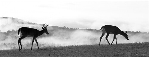 morning blackandwhite nature fog wildlife deer arkansas whitetail zormsk groundfog
