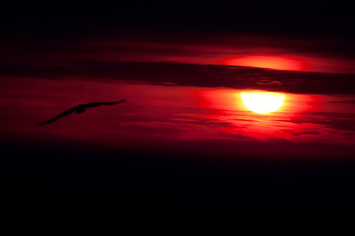 morning red orange sun bird animal silhouette sunrise dawn hawk blueridgesummit pennsylvaniamorning