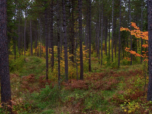 autumn trees fall nature minnesota outdoors woods scenery hunting scenic scene september trail pines britt hunt buhl ironrange superiornationalforest