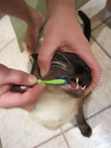 Feline Dentistry
