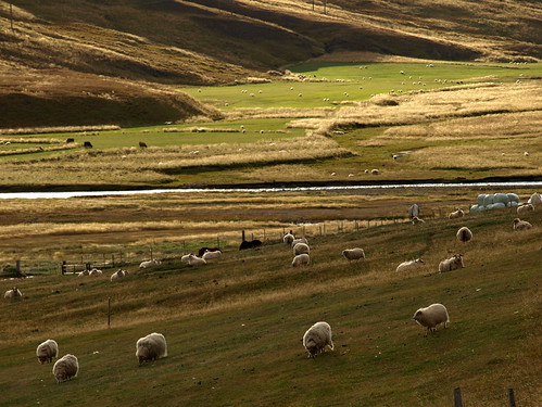 green landscape countryside iceland sheep farm kindur fé sveit húnavatnssýsla húnaver