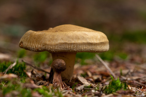 autumn fall nature mushroom netherlands forest woods herfst nederland natuur fungi breda paddenstoel bos paddestoel noordbrabant mastbos bracom bramvanbroekhoven