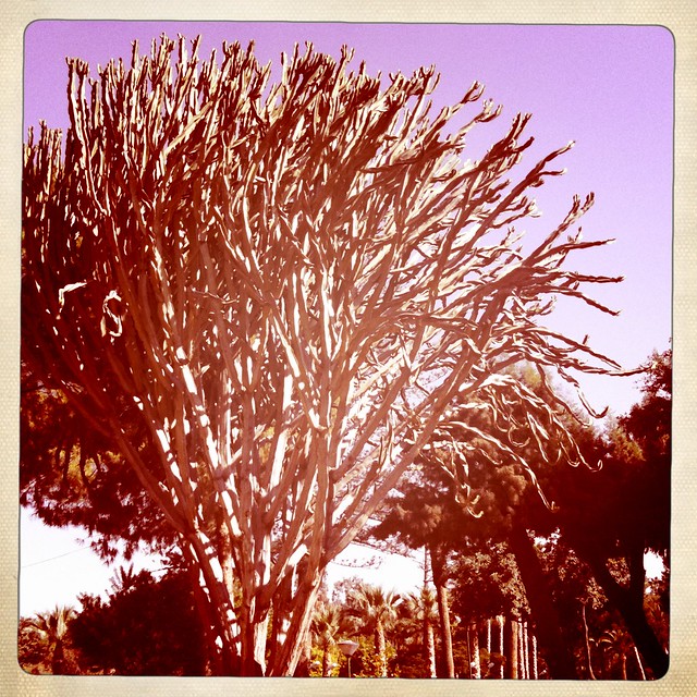 cactus tree