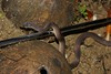 <a href="http://www.flickr.com/photos/63048706@N06/6206895070/">Photo of Oxyrhabdium modestum by Thomas Brown</a>