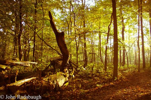 park trees fall colors outside outdoors deer foliage vegetation delaware deerhavenpark