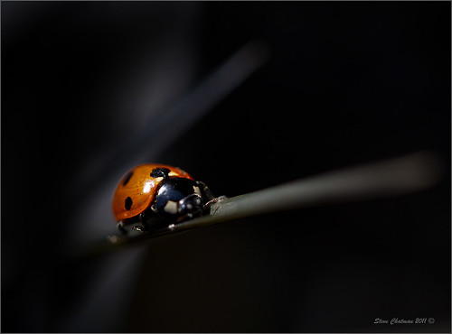 macro closeup canon insect ladybird f28 2011 5dmkll