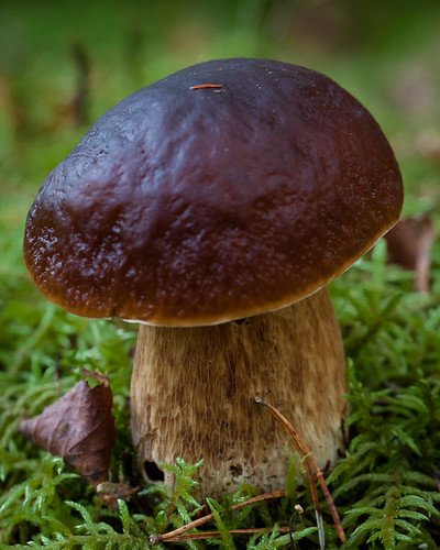 mushroom bolete cep pennybun boletusedulis porcino 365project canoneos5dmarkii canonef100mmf28lmacroisusm