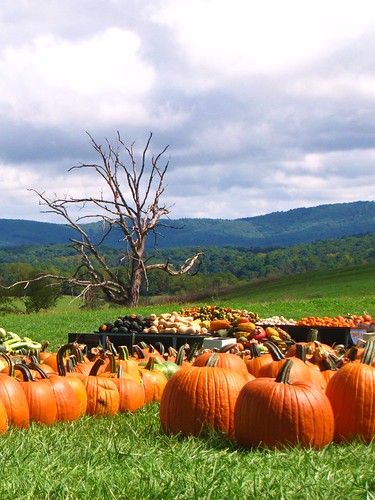 fall virginia country pumpkins