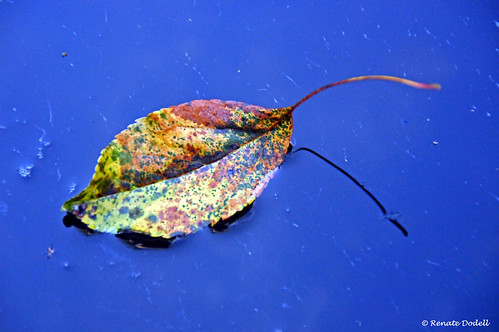 blue autumn light shadow nature licht leaf herbst natur colored blau blatt schatten bunt dorenawm