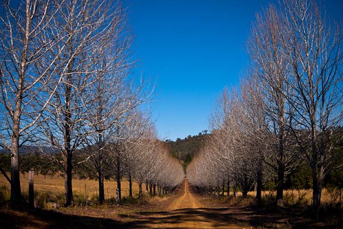 trees rural landscape country australia avenue beechwood kindee avenueofbones pipeclayroad dennisgay