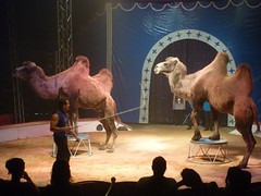 Double-humped Bactrian camel - Photo of Ajain