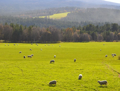 norway norge sheep farming sørtrøndelag oppdal sauer bondegård ystenes martinystenes
