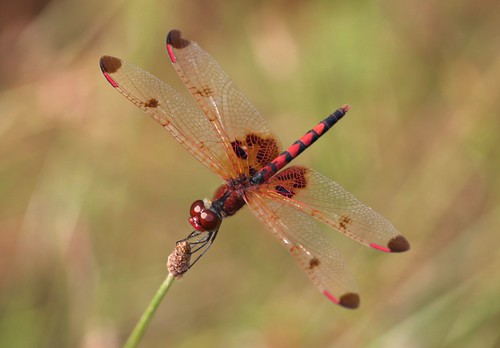 red male dragonfly northcarolina picnik richmondcounty calicopennant celithemiselisa