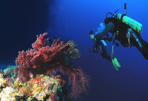 coral underwater malaysia diver southchinasea fisheyelens layanglayang crinoid sunkentreasureaward madaleundewaterimages