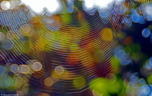 light color nature licht bokeh linie natur line coloured farbe bunt spinnennetz conweb dorenawm renatedodell