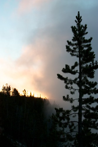 light tree silhouette fog sunrise yellowstonenationalpark backlit