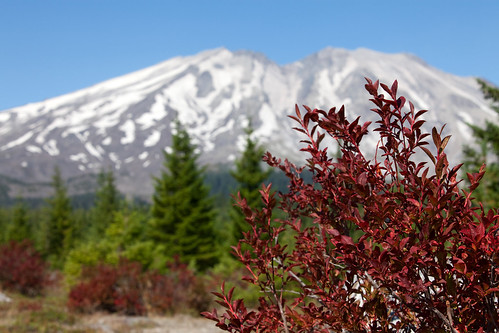 red wild mountain snow plant color fall leaves fruit landscape volcano washington berry foliage blueberry wa mountsthelens blueberries sthelens canonef70200mmf28lisusm canoneos5dmarkii canon5dmarkii