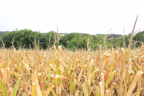 corn cornfield neponset 2011 2011september